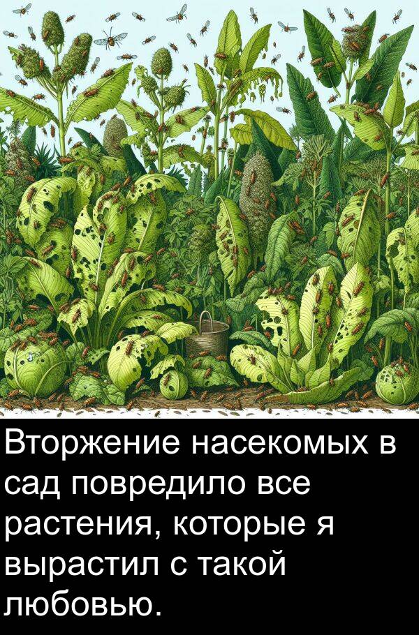 такой: Вторжение насекомых в сад повредило все растения, которые я вырастил с такой любовью.