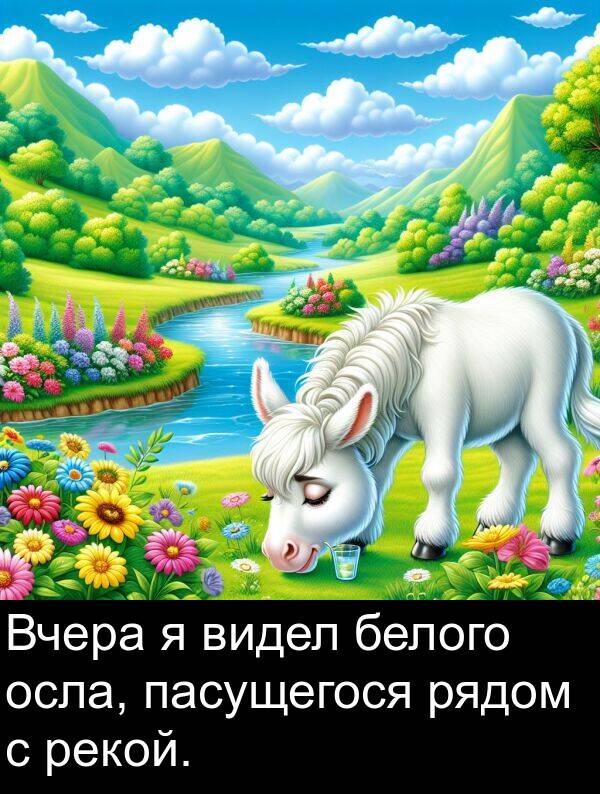 белого: Вчера я видел белого осла, пасущегося рядом с рекой.