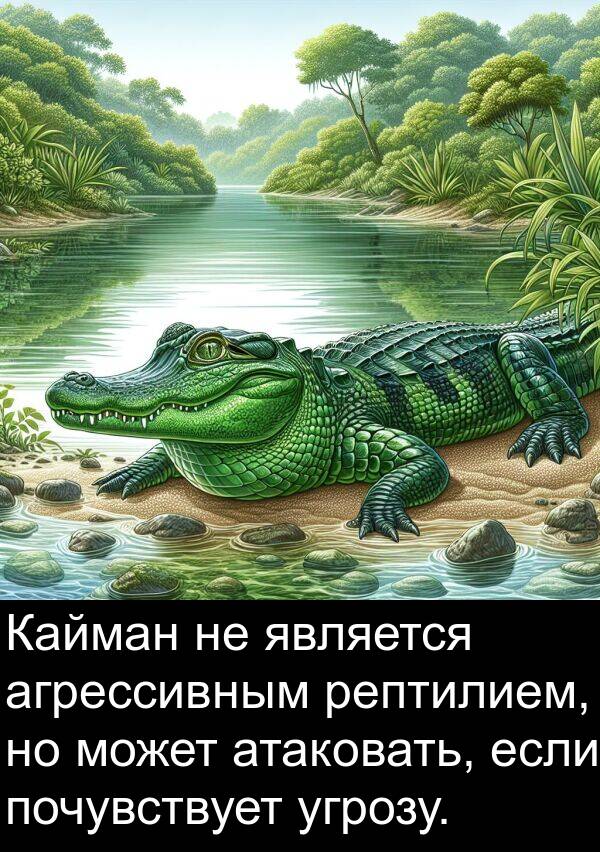 агрессивным: Кайман не является агрессивным рептилием, но может атаковать, если почувствует угрозу.