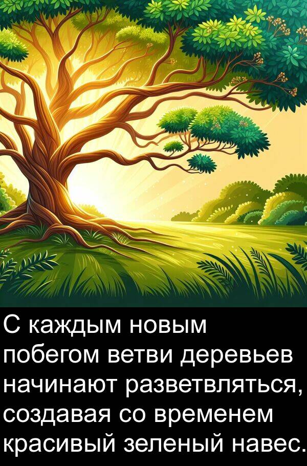 каждым: С каждым новым побегом ветви деревьев начинают разветвляться, создавая со временем красивый зеленый навес.