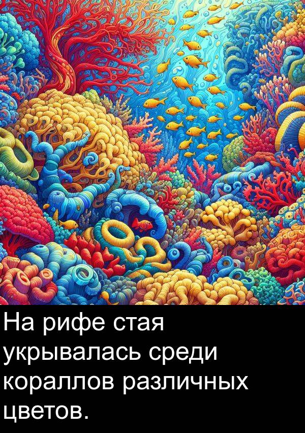 цветов: На рифе стая укрывалась среди кораллов различных цветов.