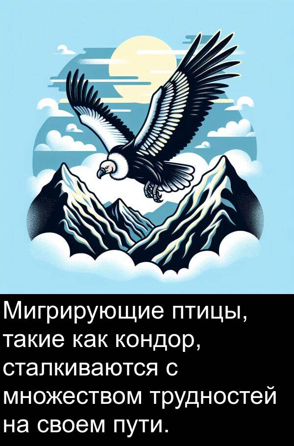 пути: Мигрирующие птицы, такие как кондор, сталкиваются с множеством трудностей на своем пути.