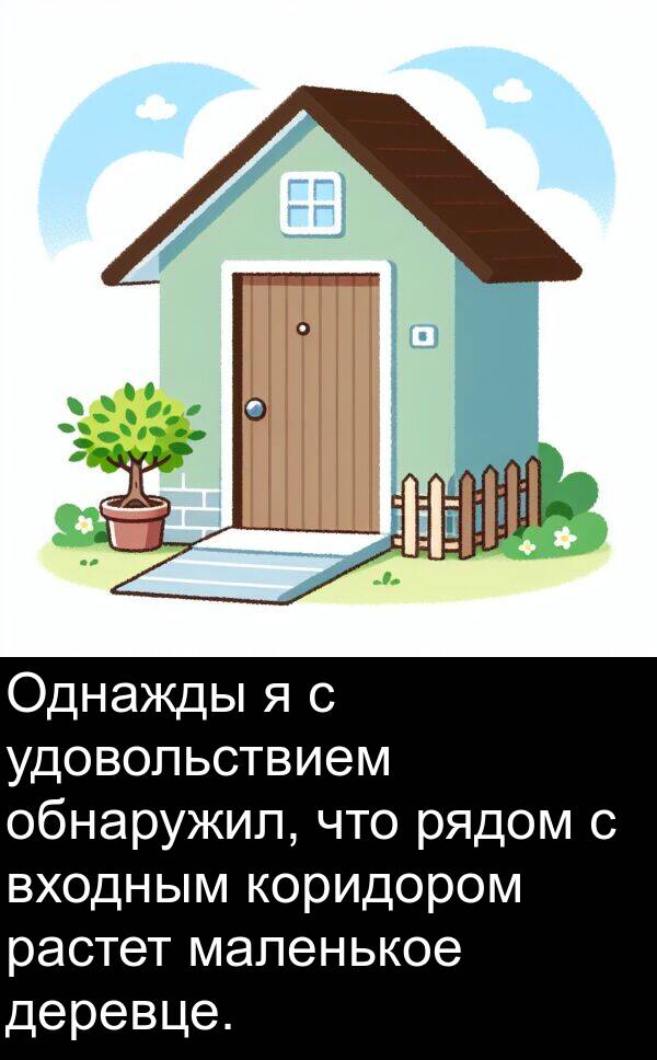 маленькое: Однажды я с удовольствием обнаружил, что рядом с входным коридором растет маленькое деревце.