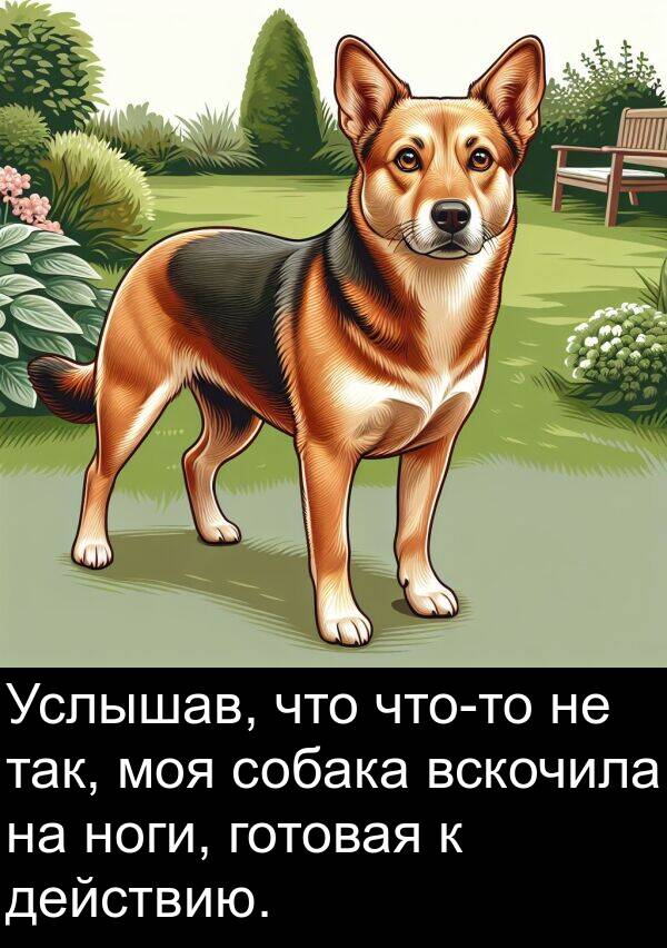 действию: Услышав, что что-то не так, моя собака вскочила на ноги, готовая к действию.