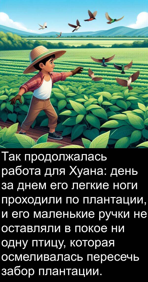 птицу: Так продолжалась работа для Хуана: день за днем его легкие ноги проходили по плантации, и его маленькие ручки не оставляли в покое ни одну птицу, которая осмеливалась пересечь забор плантации.