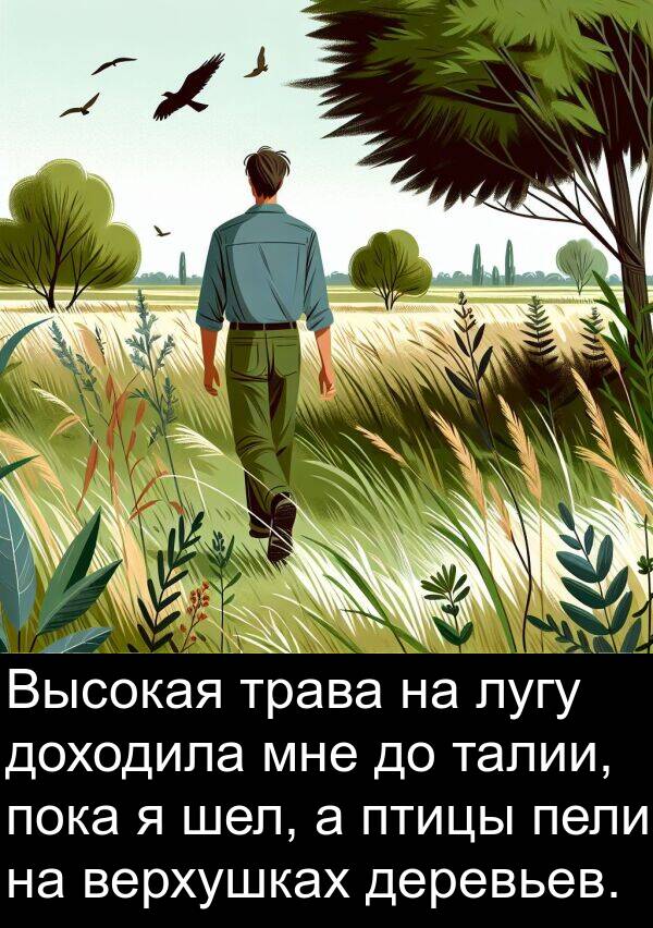 талии: Высокая трава на лугу доходила мне до талии, пока я шел, а птицы пели на верхушках деревьев.