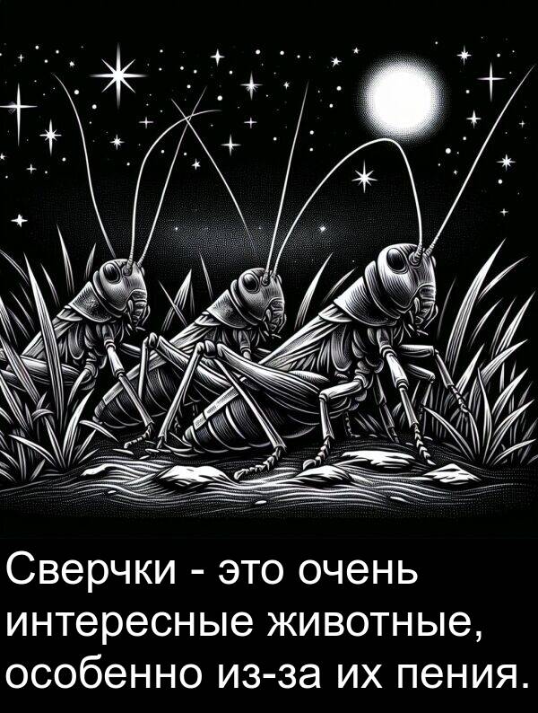 животные: Сверчки - это очень интересные животные, особенно из-за их пения.