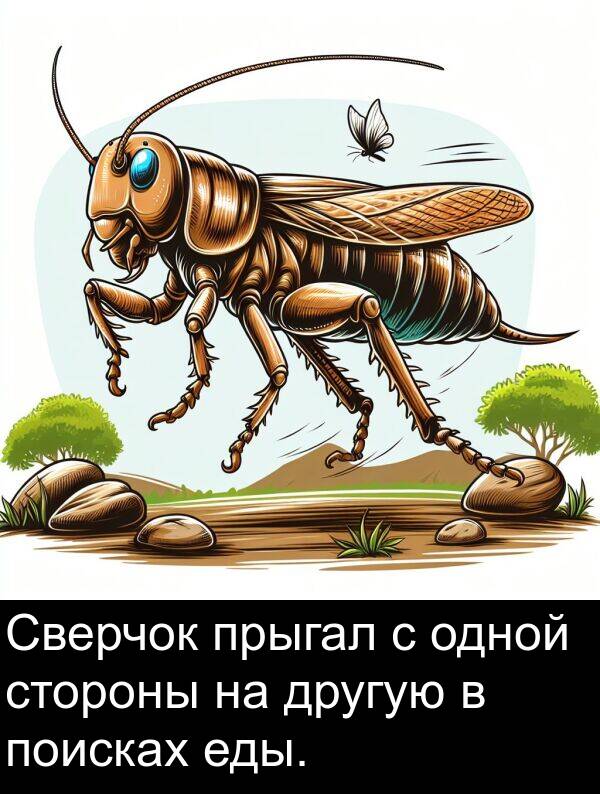 поисках: Сверчок прыгал с одной стороны на другую в поисках еды.