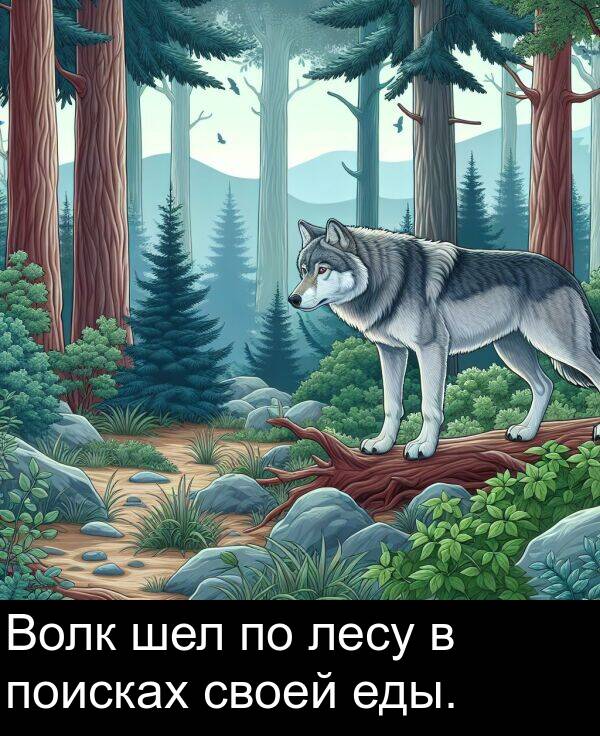 лесу: Волк шел по лесу в поисках своей еды.