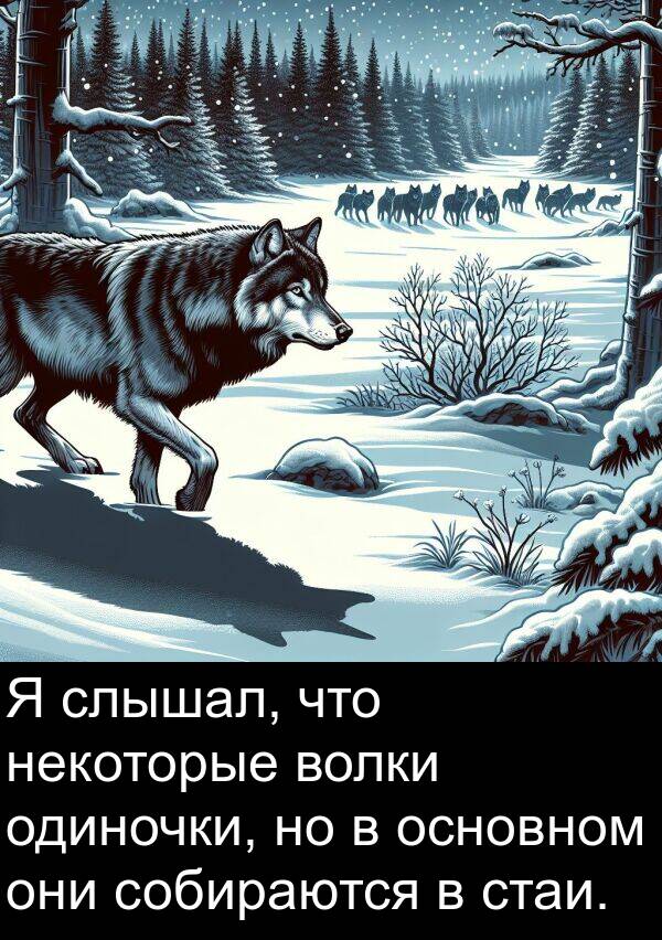 собираются: Я слышал, что некоторые волки одиночки, но в основном они собираются в стаи.