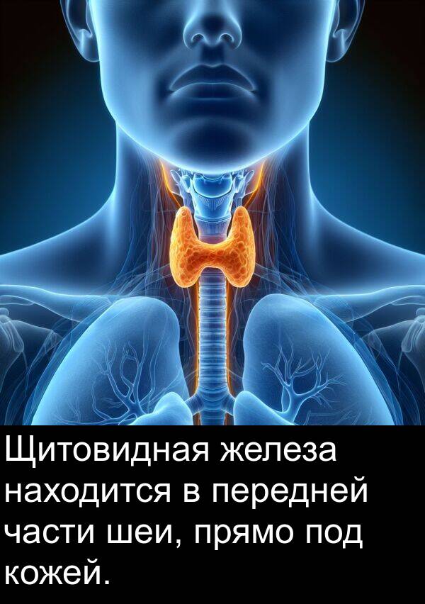 шеи: Щитовидная железа находится в передней части шеи, прямо под кожей.