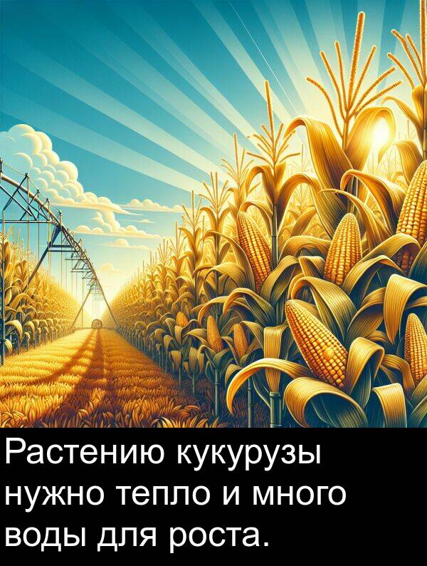 тепло: Растению кукурузы нужно тепло и много воды для роста.