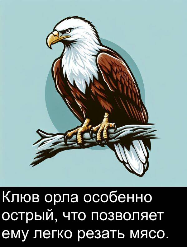 ему: Клюв орла особенно острый, что позволяет ему легко резать мясо.