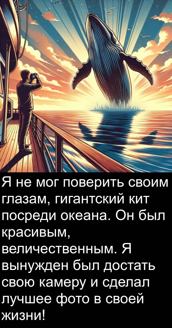 камеру: Я не мог поверить своим глазам, гигантский кит посреди океана. Он был красивым, величественным. Я вынужден был достать свою камеру и сделал лучшее фото в своей жизни!