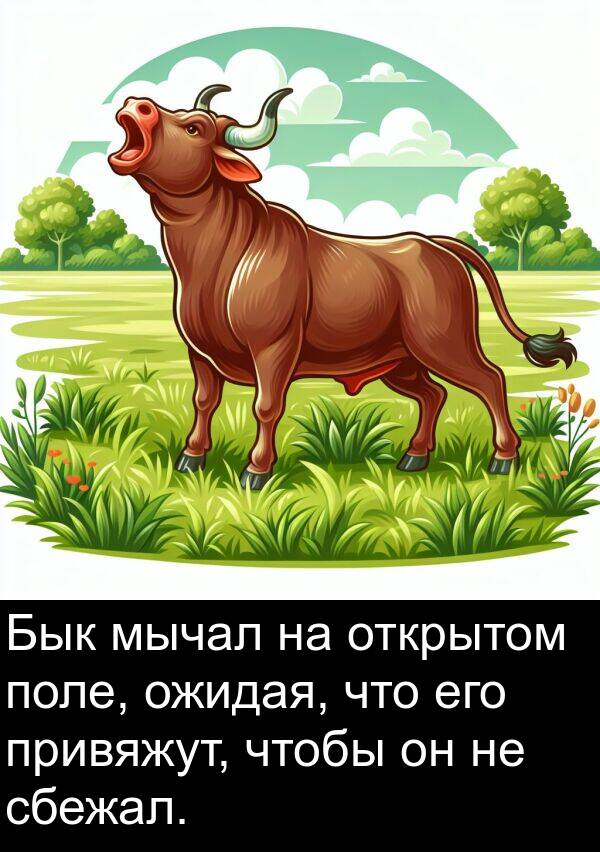 сбежал: Бык мычал на открытом поле, ожидая, что его привяжут, чтобы он не сбежал.