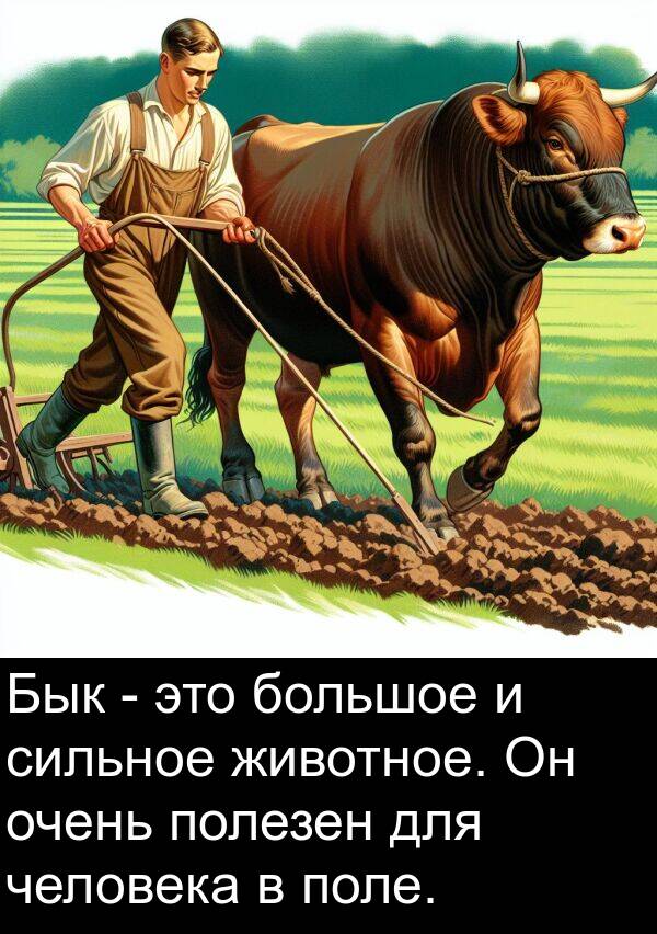 человека: Бык - это большое и сильное животное. Он очень полезен для человека в поле.