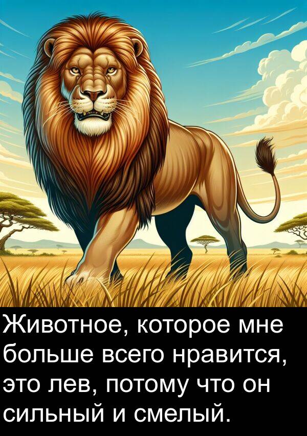 лев: Животное, которое мне больше всего нравится, это лев, потому что он сильный и смелый.