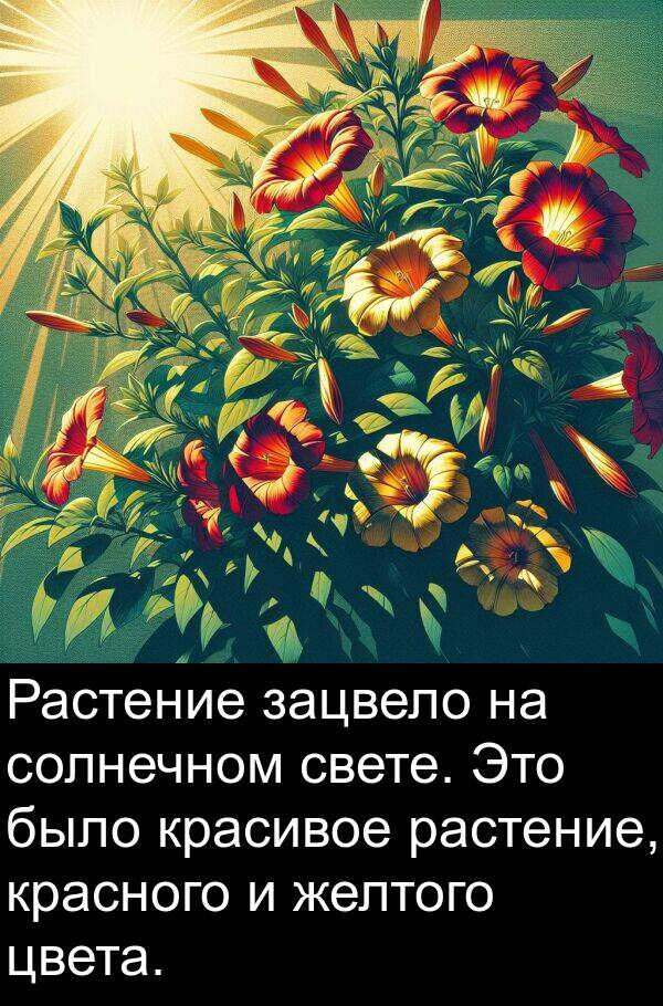 цвета: Растение зацвело на солнечном свете. Это было красивое растение, красного и желтого цвета.