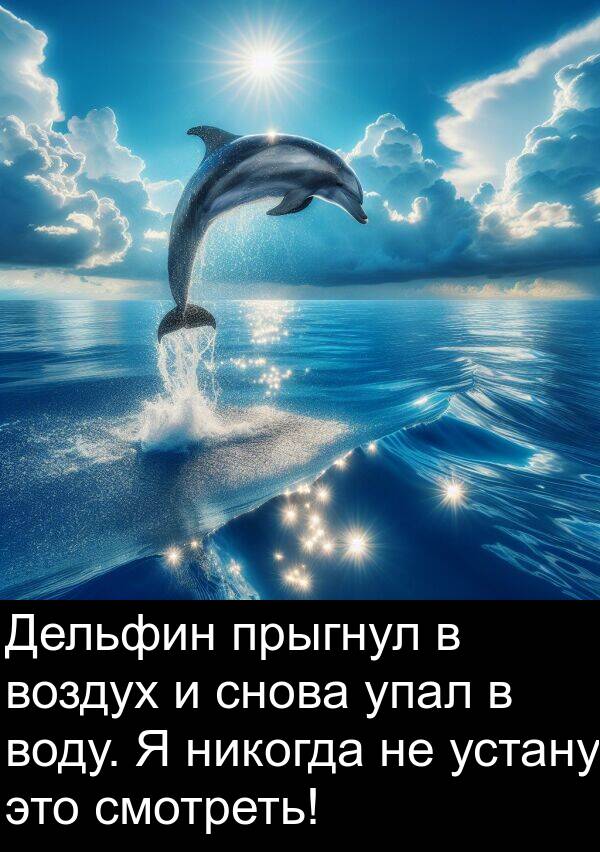 снова: Дельфин прыгнул в воздух и снова упал в воду. Я никогда не устану это смотреть!