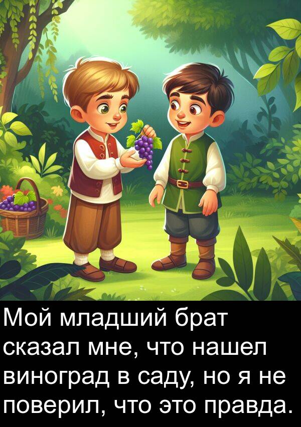 брат: Мой младший брат сказал мне, что нашел виноград в саду, но я не поверил, что это правда.