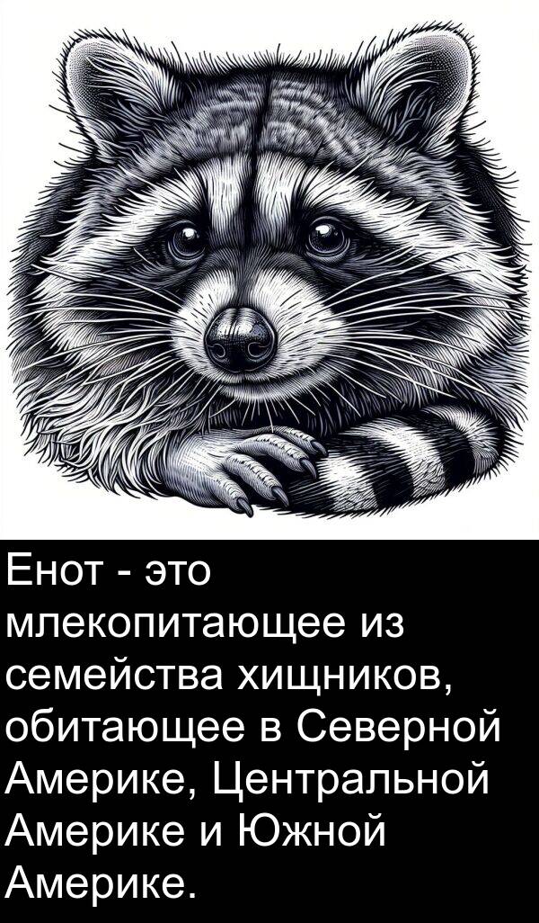хищников: Енот - это млекопитающее из семейства хищников, обитающее в Северной Америке, Центральной Америке и Южной Америке.