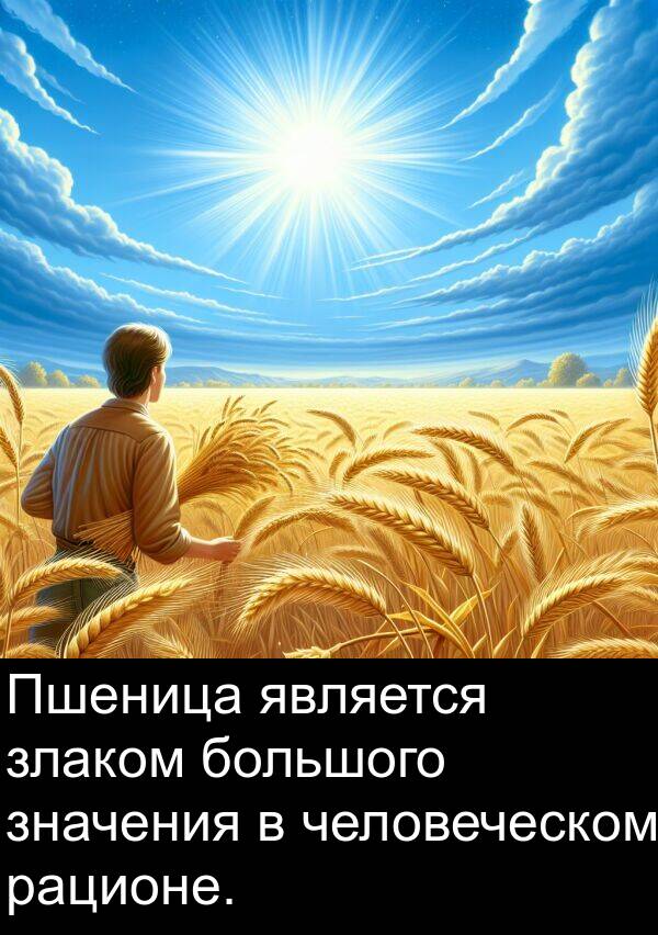 значения: Пшеница является злаком большого значения в человеческом рационе.