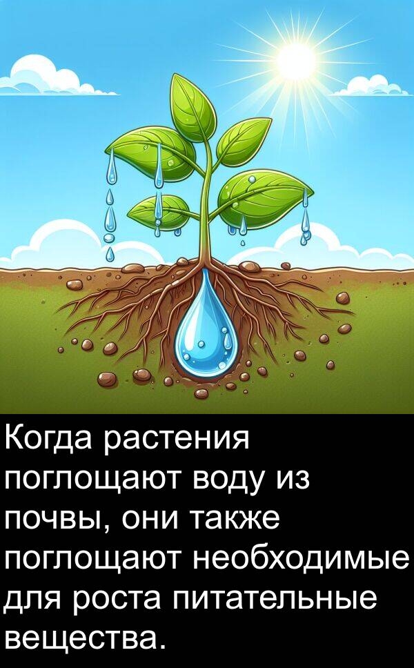 также: Когда растения поглощают воду из почвы, они также поглощают необходимые для роста питательные вещества.