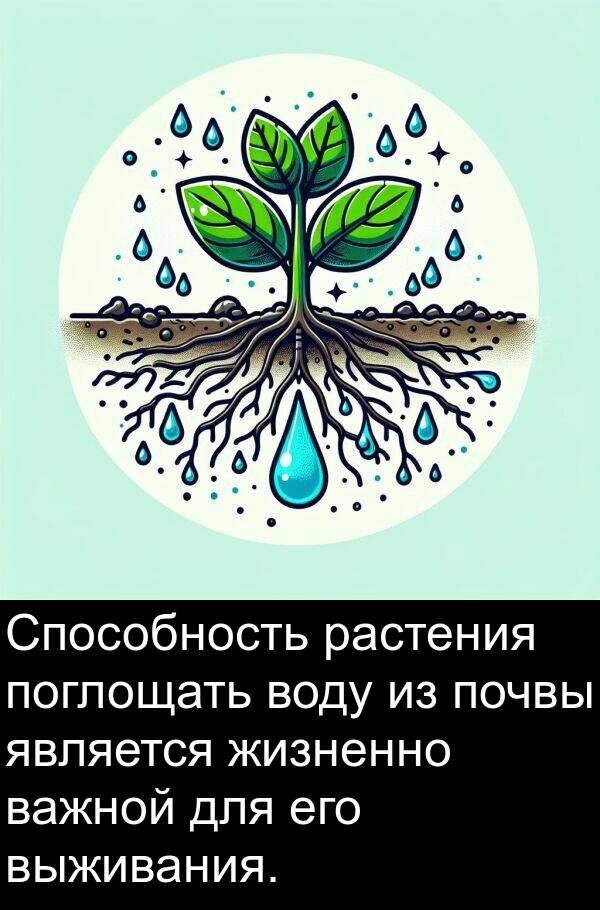 почвы: Способность растения поглощать воду из почвы является жизненно важной для его выживания.