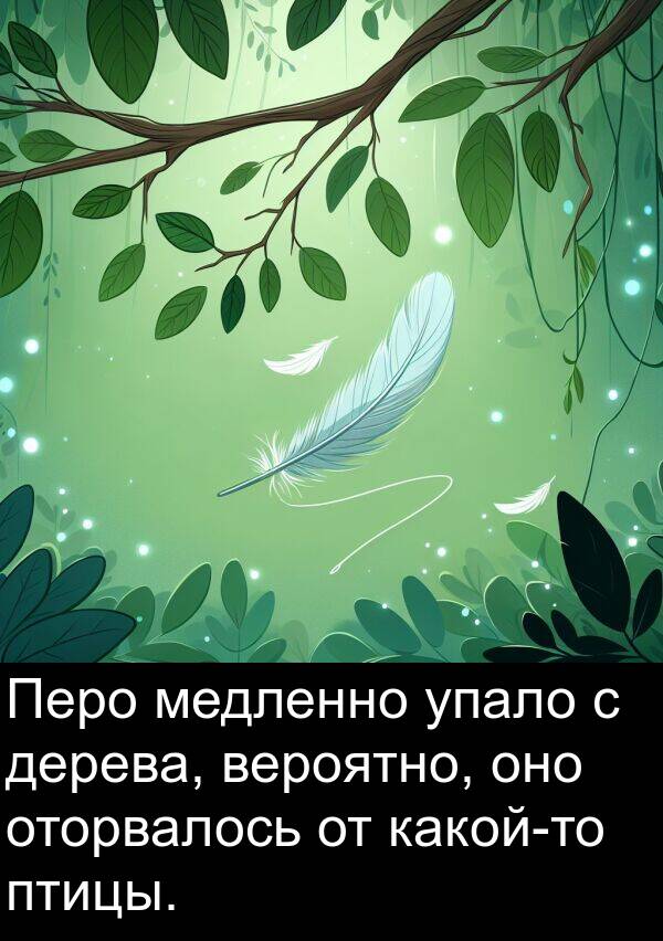 дерева: Перо медленно упало с дерева, вероятно, оно оторвалось от какой-то птицы.