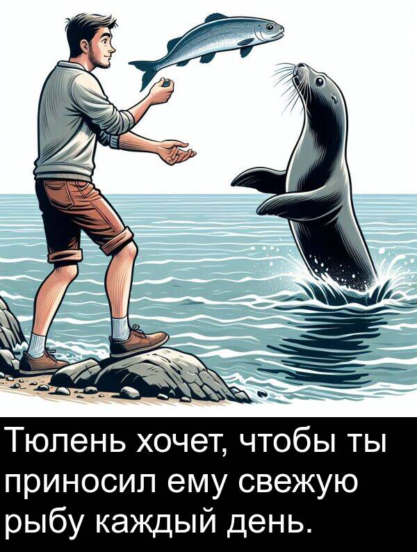 хочет: Тюлень хочет, чтобы ты приносил ему свежую рыбу каждый день.