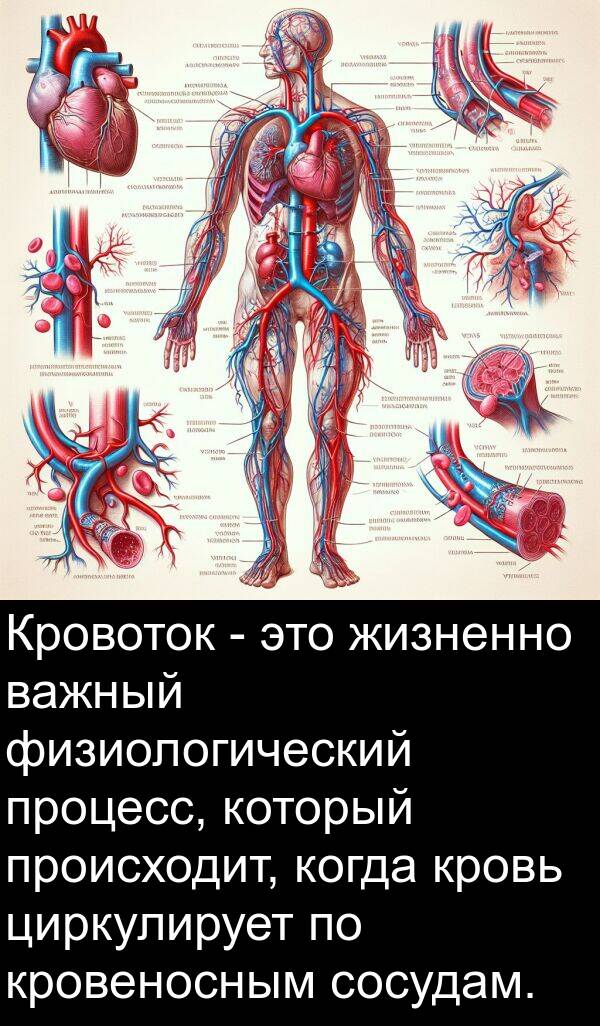 жизненно: Кровоток - это жизненно важный физиологический процесс, который происходит, когда кровь циркулирует по кровеносным сосудам.