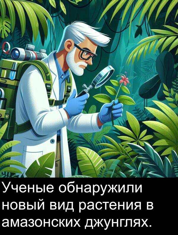 амазонских: Ученые обнаружили новый вид растения в амазонских джунглях.