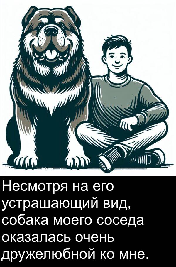 собака: Несмотря на его устрашающий вид, собака моего соседа оказалась очень дружелюбной ко мне.