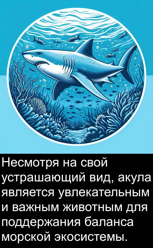 увлекательным: Несмотря на свой устрашающий вид, акула является увлекательным и важным животным для поддержания баланса морской экосистемы.