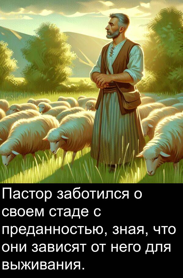заботился: Пастор заботился о своем стаде с преданностью, зная, что они зависят от него для выживания.