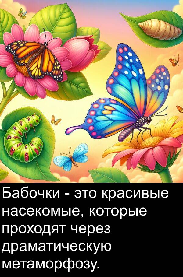 через: Бабочки - это красивые насекомые, которые проходят через драматическую метаморфозу.