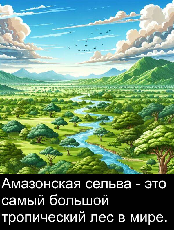 тропический: Амазонская сельва - это самый большой тропический лес в мире.