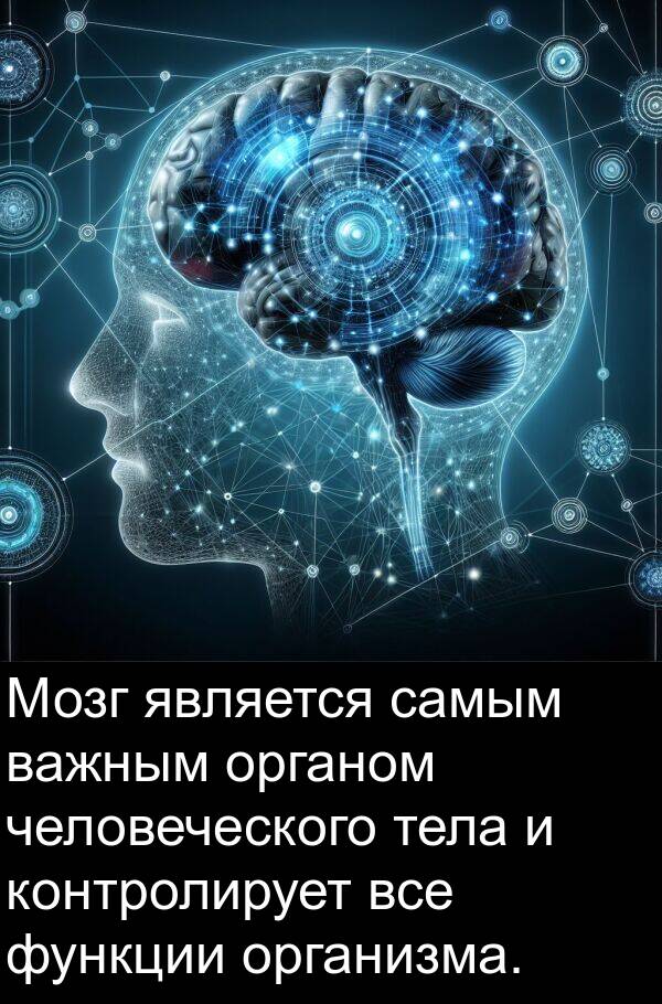 самым: Мозг является самым важным органом человеческого тела и контролирует все функции организма.