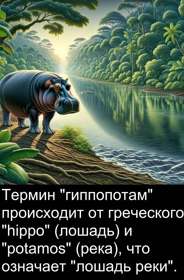 происходит: Термин "гиппопотам" происходит от греческого "hippo" (лошадь) и "potamos" (река), что означает "лошадь реки".