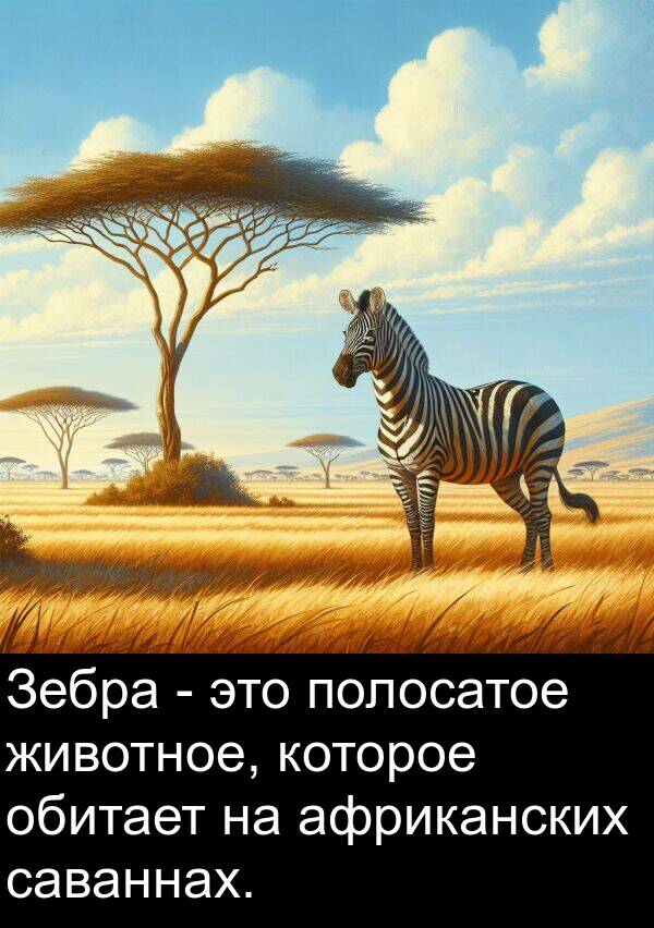 африканских: Зебра - это полосатое животное, которое обитает на африканских саваннах.