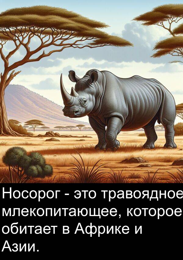 млекопитающее: Носорог - это травоядное млекопитающее, которое обитает в Африке и Азии.