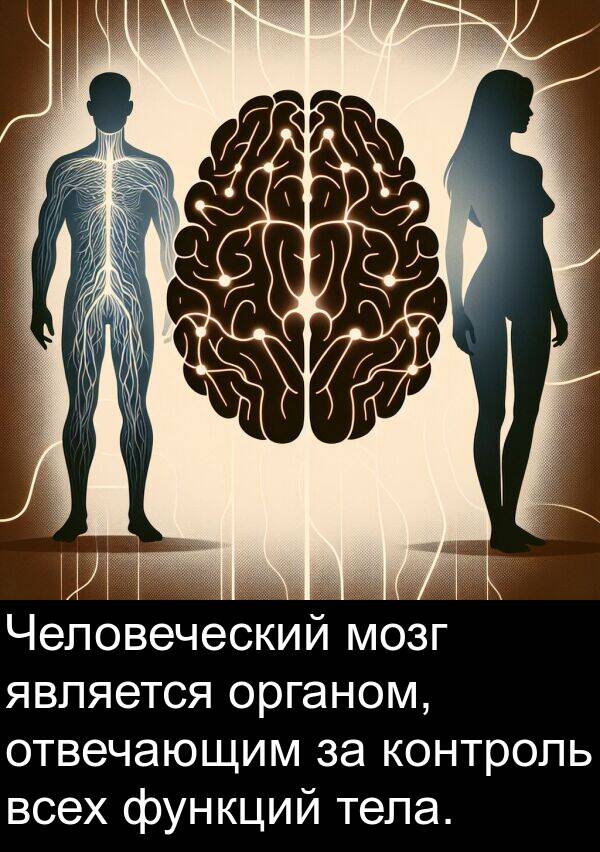 функций: Человеческий мозг является органом, отвечающим за контроль всех функций тела.