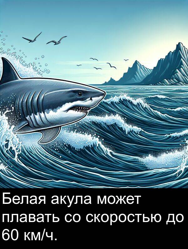 плавать: Белая акула может плавать со скоростью до 60 км/ч.