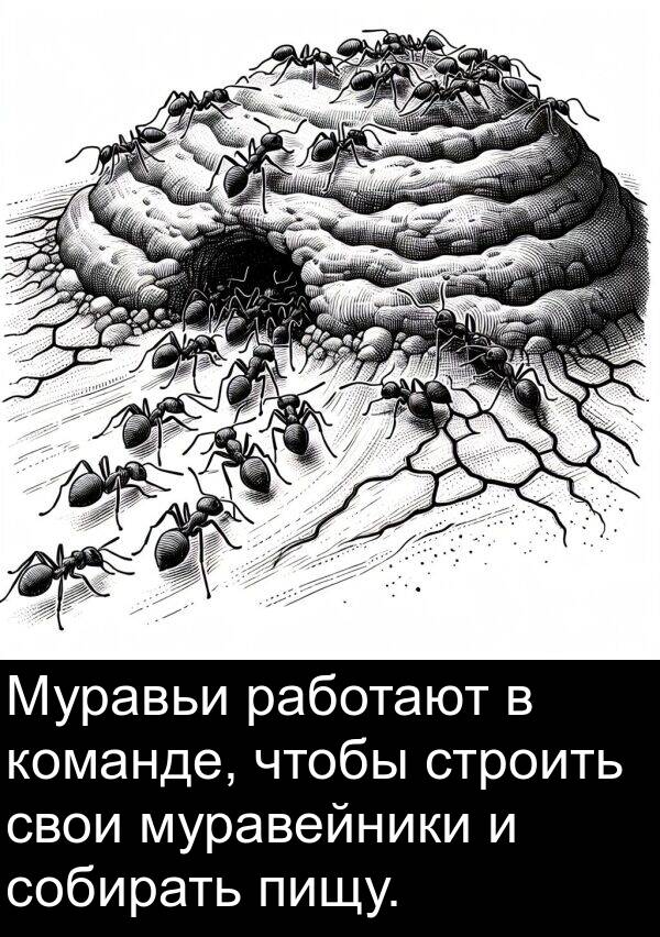 свои: Муравьи работают в команде, чтобы строить свои муравейники и собирать пищу.