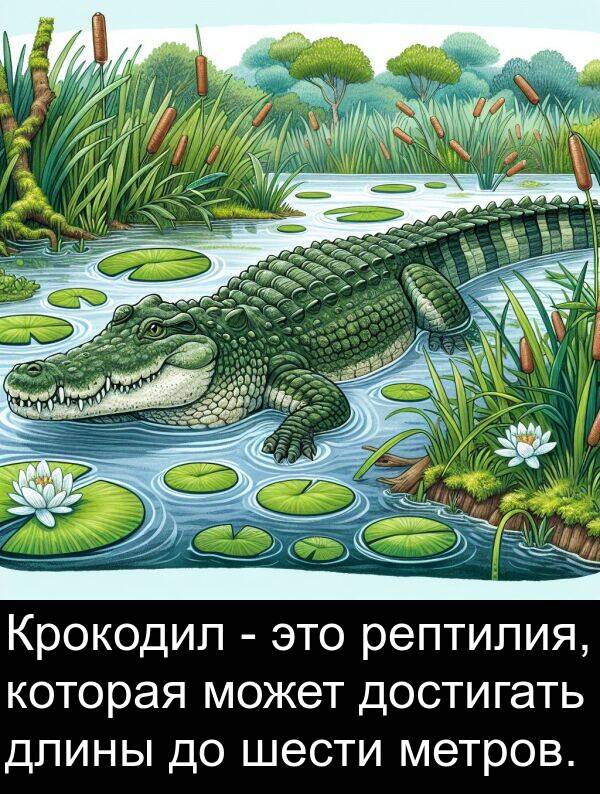 может: Крокодил - это рептилия, которая может достигать длины до шести метров.