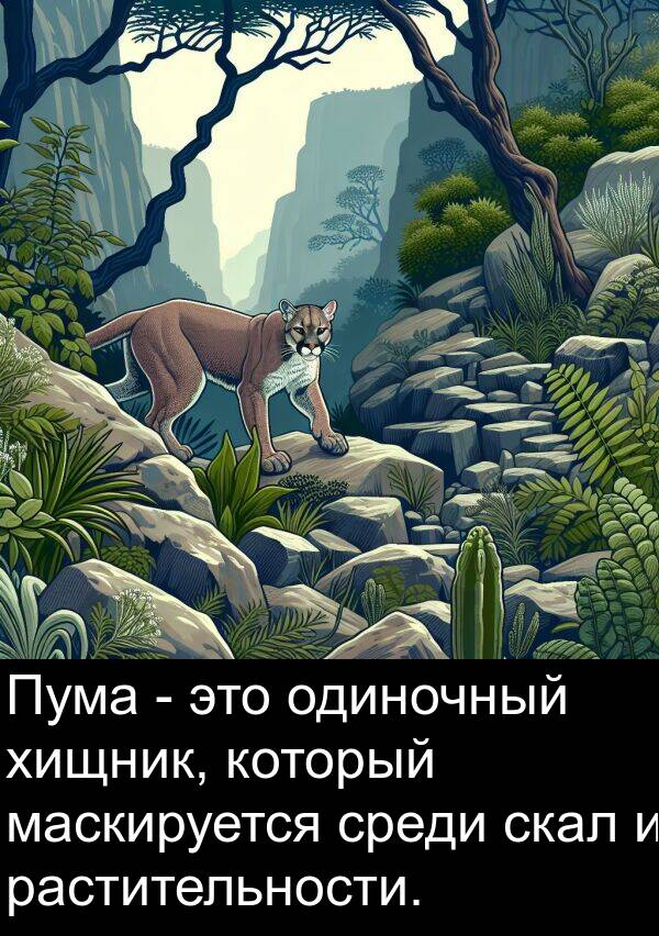 хищник: Пума - это одиночный хищник, который маскируется среди скал и растительности.