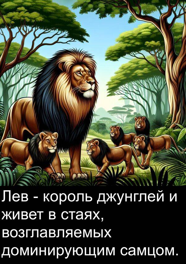 живет: Лев - король джунглей и живет в стаях, возглавляемых доминирующим самцом.