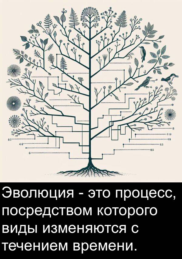 изменяются: Эволюция - это процесс, посредством которого виды изменяются с течением времени.