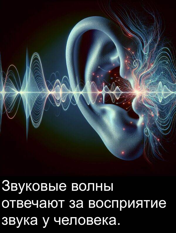 человека: Звуковые волны отвечают за восприятие звука у человека.