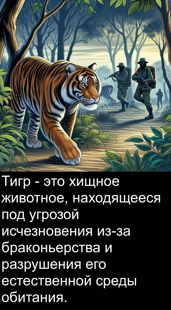 угрозой: Тигр - это хищное животное, находящееся под угрозой исчезновения из-за браконьерства и разрушения его естественной среды обитания.